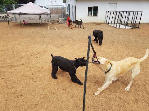 Paws for Play Kennel and Daycare